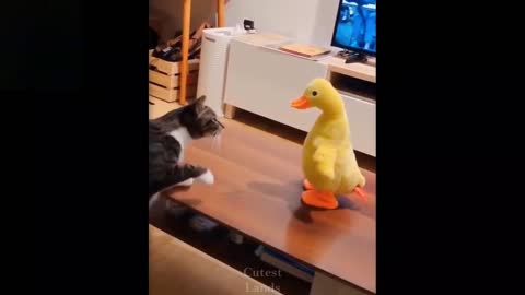 Cat Afraid of Toy Duck😂