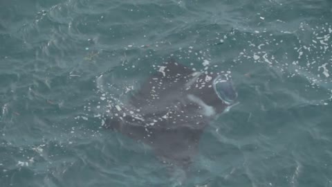 Bali Nuda Penida Indonesia Manta Ray Seen From Ocean Surface