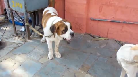 Very Funny Video - Monkey vs Dog - Monkey annoying this humble Dog