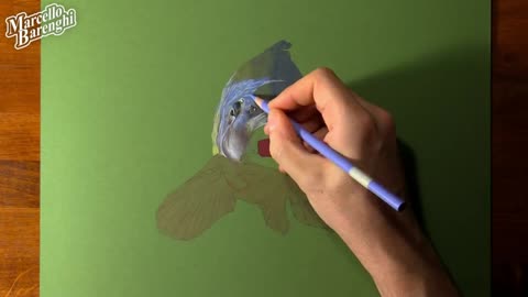 Depict The Eye Color Of A Small Fish