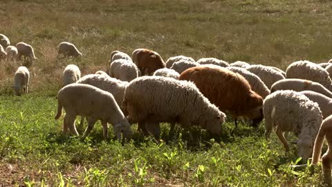 Group of sheep eats grass. Flock of animals on meadow