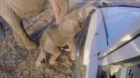 Baby Elephant Investigates Landcruiser