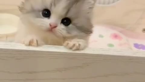 Adorable kitten in shot