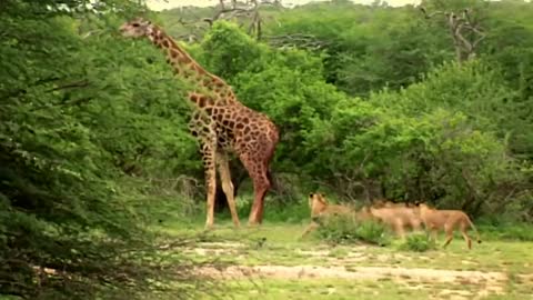 Wildlife Brave Giraffe Kick Five Lion To Save babi