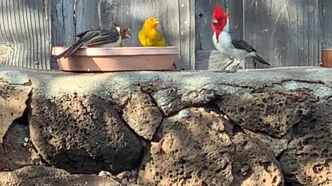 Red Crested Cardinal, Saffron Finch’s