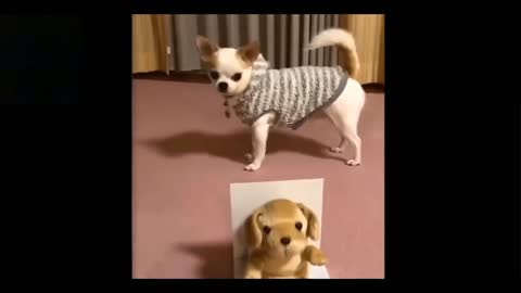 Dog and Cat