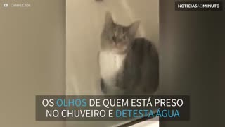 Gato leva susto hilário ao ficar preso no box do chuveiro