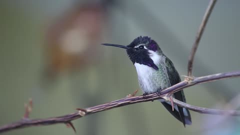 Hummingbirds flying