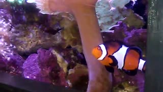 Clownfish at the Zoo