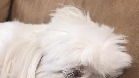 Dog Makes Cute Sounds When He Is Dreaming