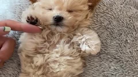 Mini Pomeranian ।#Dogs pets video