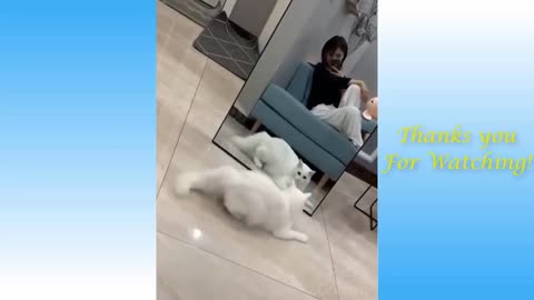 Cute dog and cute cat very beautiful and comedy 😍🥰