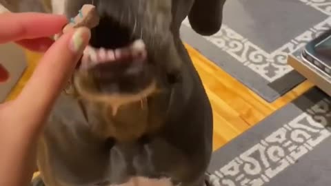 Great Dane puppy begs for strawberry treats