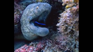 Moray Eel getting some dental work done
