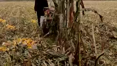 Agricultural Technician Corn Harvester New Agricultural