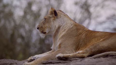 lion resting on a rock