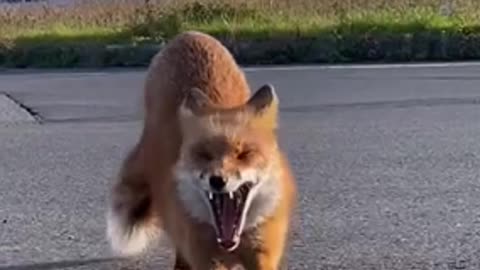 Fox Tail🦊
