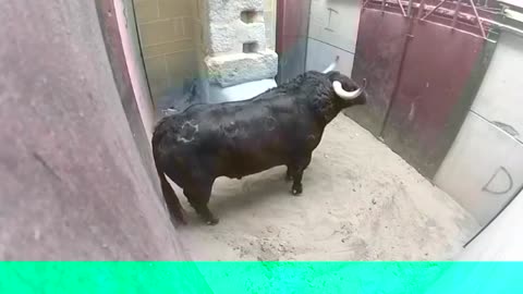 Video of the bull heading towards the man to horn him