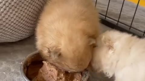 Pomeranian puppies having breakfast 🐶❤️