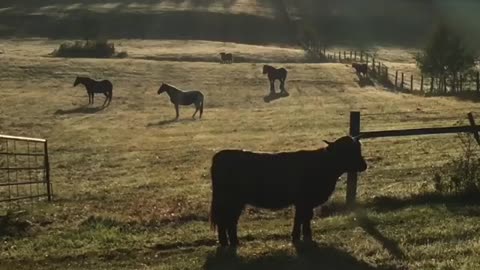 Cow Talk With Ron. Good morning Patriots. Cool this morning here in Venus, Florida.