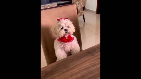 Funny dog and cat videos.