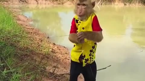 Cute and Curious Little Primate Explores the World!