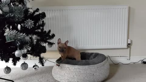 Puppy ignores owners request to stop chewing the Christmas tree