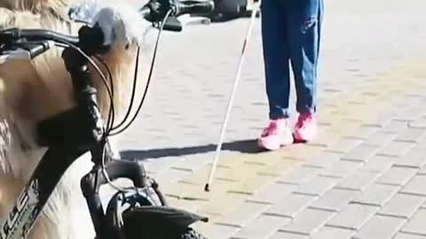 Smart dogs saves blind girl#shorts