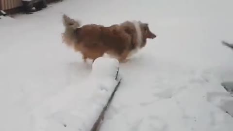 Happy Dog with Snow