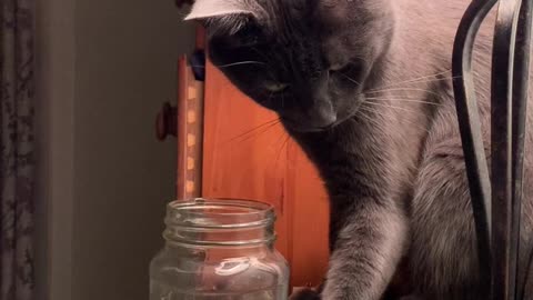 The cat wants the bowl to fall off the seat, but the man is watching him with fear