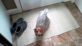 Dog Gets Stuck in Bag While Stealing Garbage