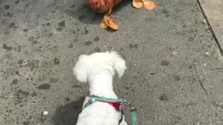 White dog curious about brown dog balloon