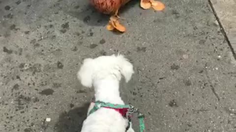 White dog curious about brown dog balloon