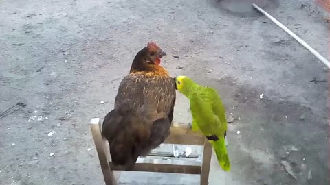 Papagaio xavecando a galinha❤