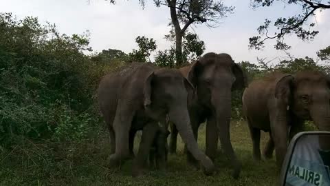 How do elephants survive at forest