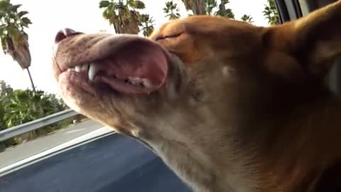 Dog shows best possible way to get fresh air