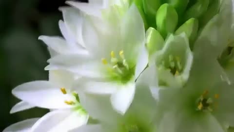 Beautiful flowers, beautiful nature video