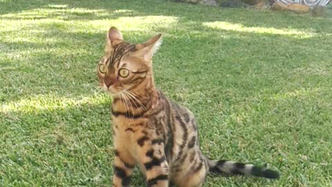 Wonderful Bengal cat