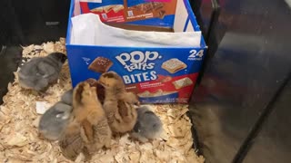 Chicks prefer chocolate Pop tarts