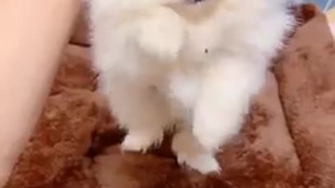 cute pet in tik tok