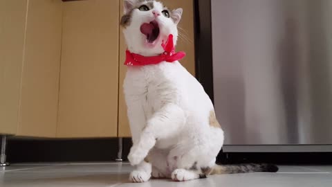 Beautiful funny cute cat