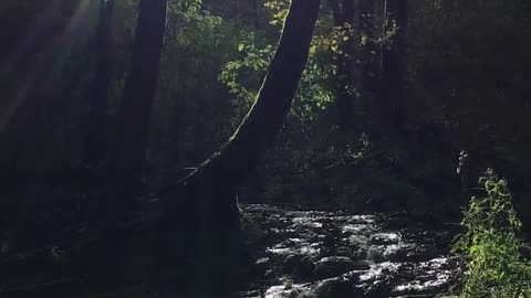 Entspannung - Bachlauf durch Wald | Relaxation - stream through forest