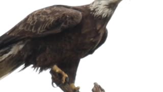 Bald Eagles In Central Ohio