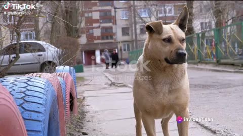 Felix: The street dog hero part 1