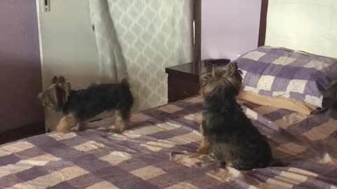 Two Little Dogs Couldn't Care Less About The What The Fluff Challenge