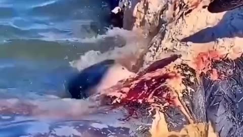 Shark Feeding On Whale Carcass