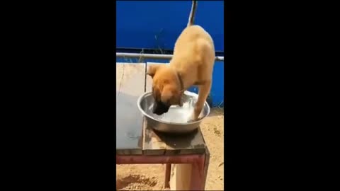 Funny Cats and Dogs