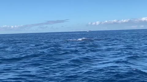 Mother and Calf Whales Breach Together