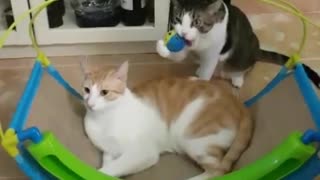Look How This Cat Dont Want to Share Her Toy with Another Cat