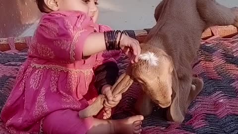 Cute Baby playing with Goat Baby